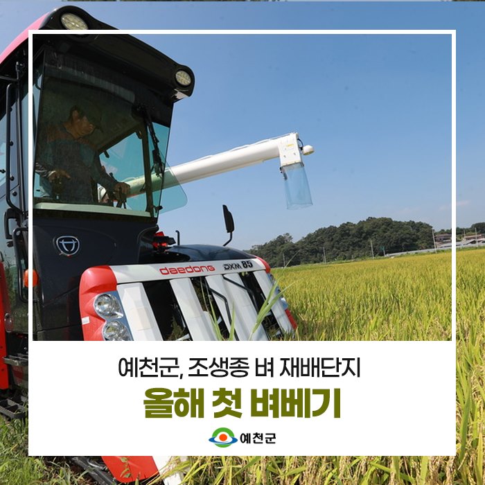 1.예천군 조생종 벼 재배단지 올해 첫 벼베기